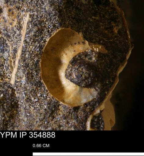 Mollusca