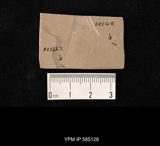 undet. Hexapoda