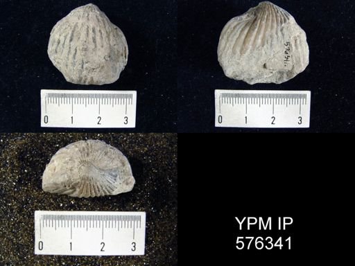 Uncinulus stricklandi
