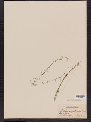 Elodea