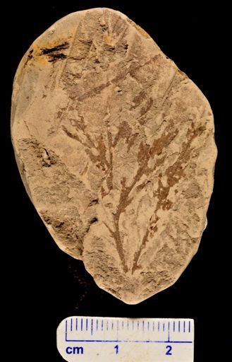 Asplenium dicksonianum