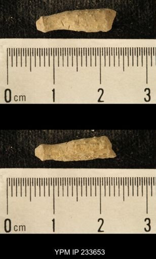 Archaeocidaris sp.
