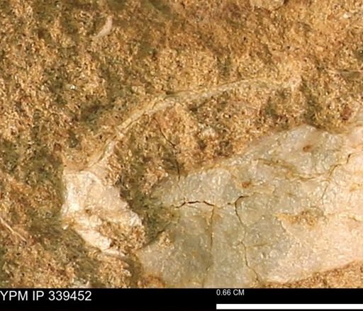 undet. Mollusca