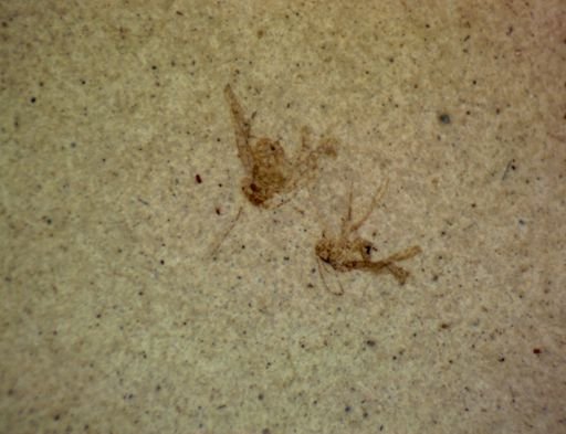 undet. Hexapoda