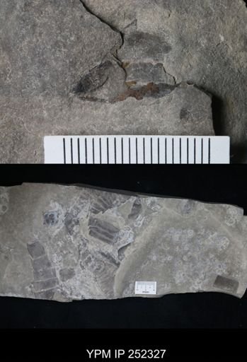 undet. Eurypterida