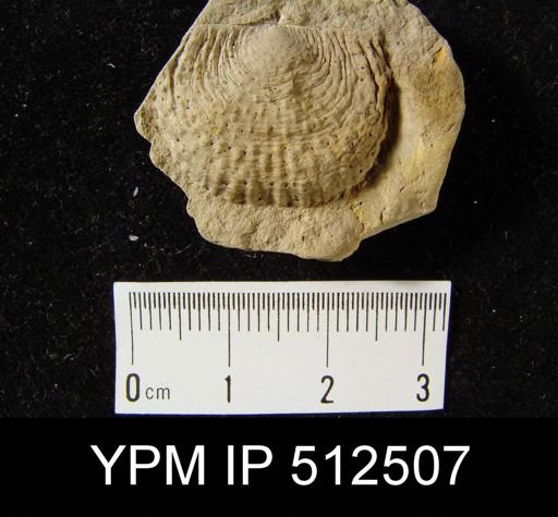 Productus scabriculus