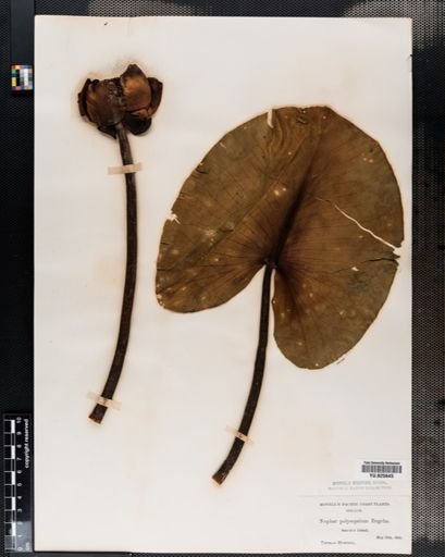 Nuphar