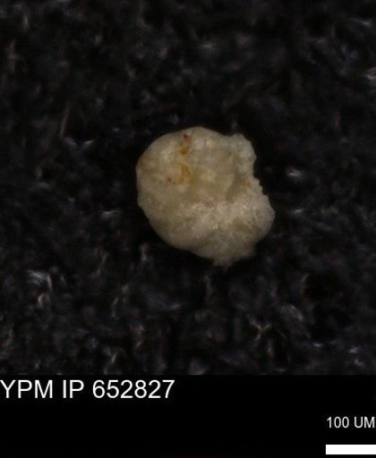 undet. Foraminiferida