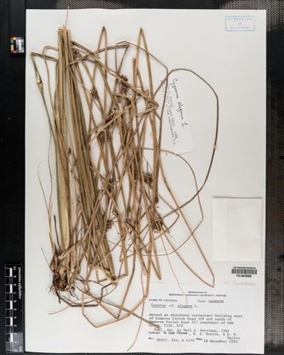 Cyperus