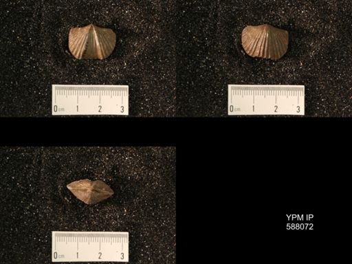Platystrophia laticostata
