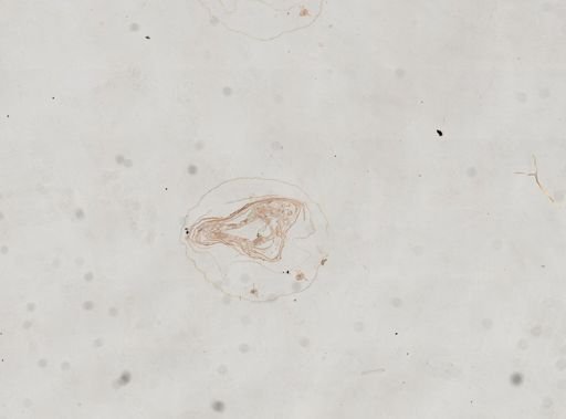 Prenolepis imparis