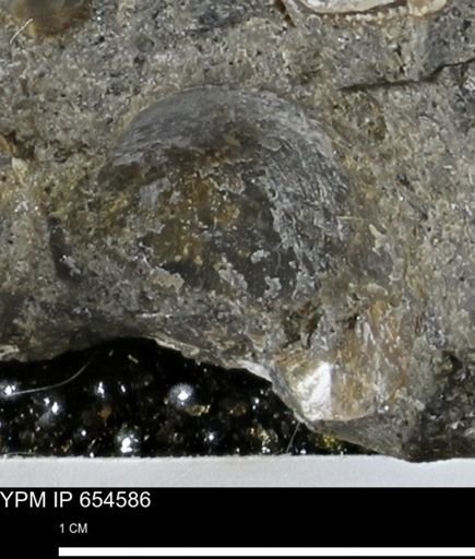 undet. Bivalvia