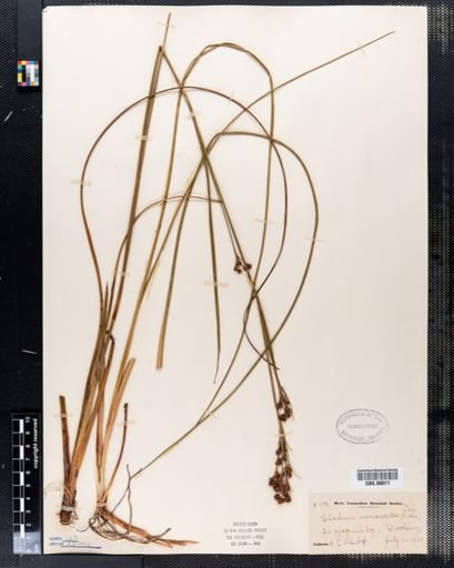 Cladium mariscoides