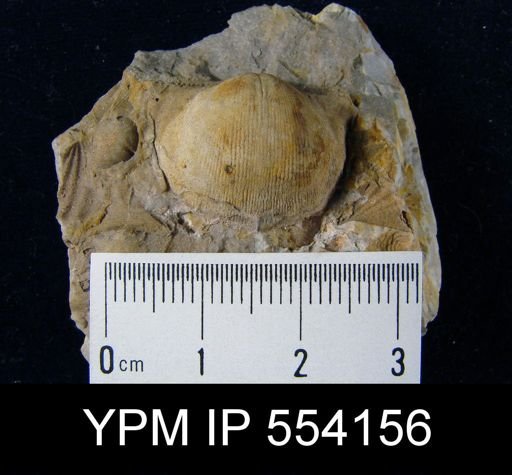 Eodevonaria sp.
