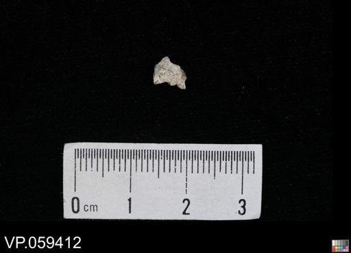 Squalicorax sp.