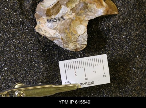 Inoceramus sp.