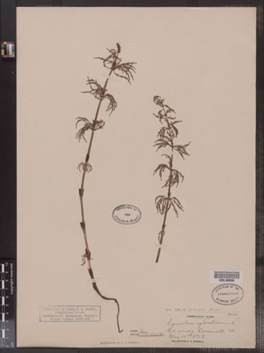 Equisetum sylvaticum