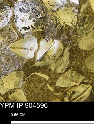 Corbulamella sp.