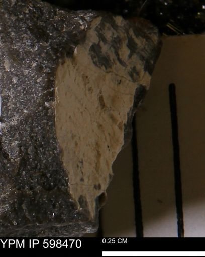 Limopsis striatopunctatus
