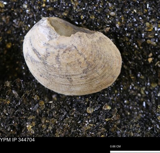 Limopsis striatopunctatus