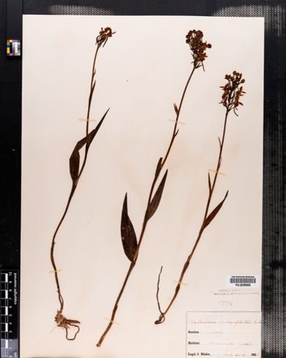 Habenaria