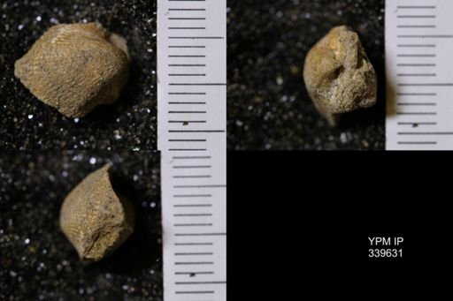 Cardium whitei