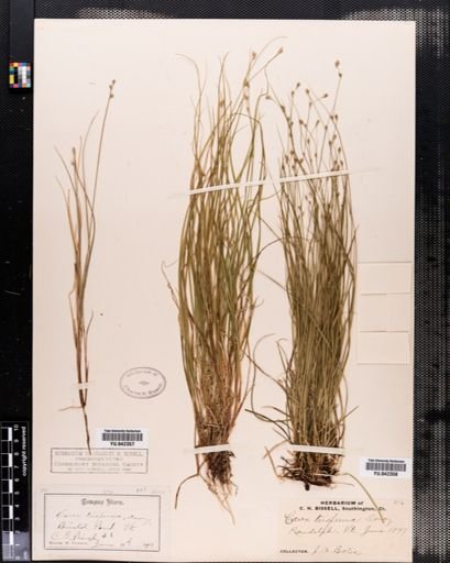 Carex trisperma