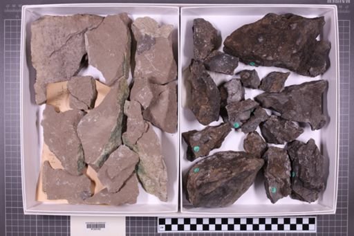 mixed taxa, stratigraphic collection