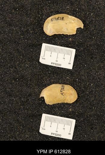 Ostrea translucida