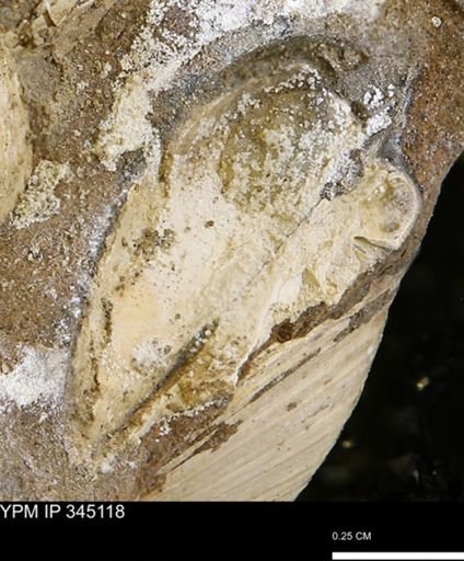 undet. Bivalvia