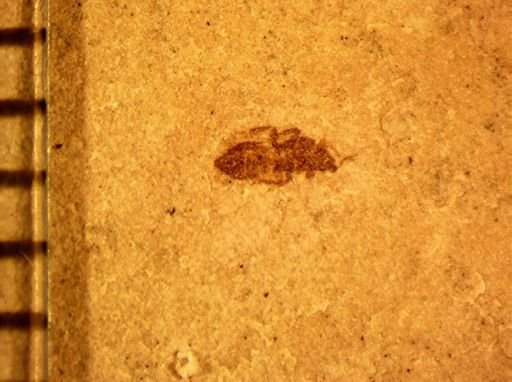 Heteroptera?