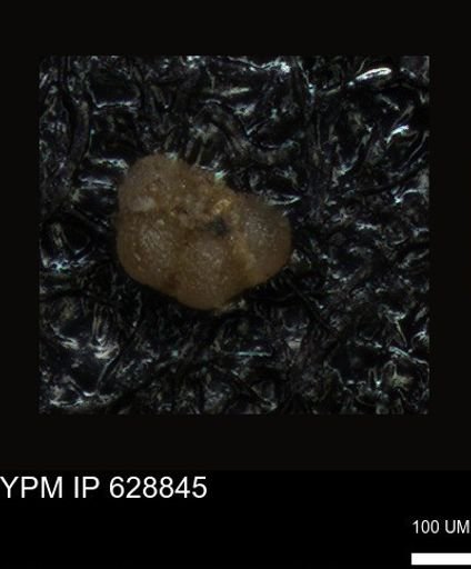 undet. Foraminiferida