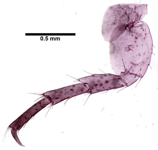 Hyalella cf. azteca