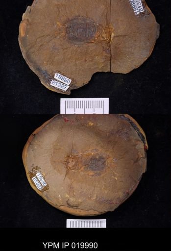 Anthracaris gracilis