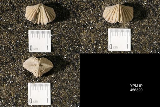 Platystrophia biforata