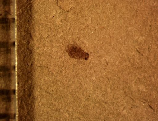 undet. Coleoptera