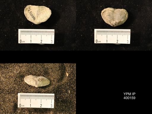 Marginifera lasallensis