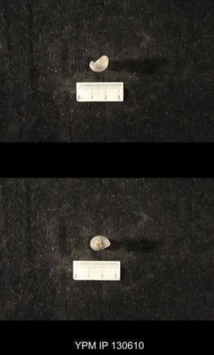 Platyostoma sp.