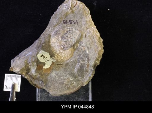 Sphenodiscus lenticularis