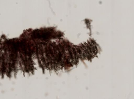 Clathria originalis