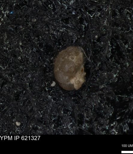undet. Foraminiferida