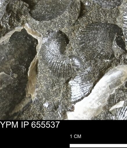 Oxytoma (Hypoxytoma) nebrascana