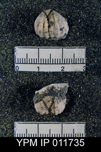 Marginifera wordensis