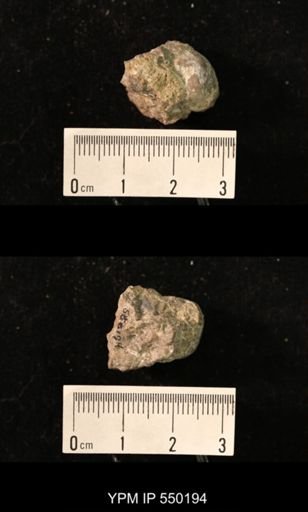 Marginifera splendens