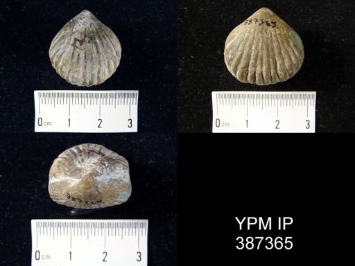 Uncinulus pyramidatus