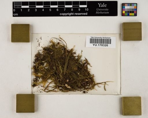 Plantae