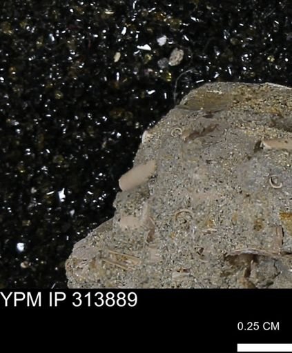 undet. Scaphopoda