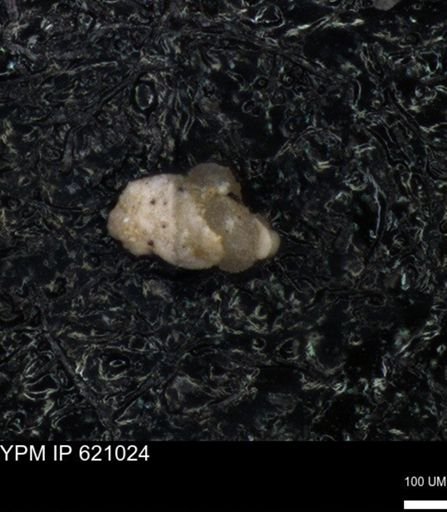 undet. Foraminiferida