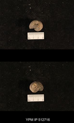Bellerophon sp.
