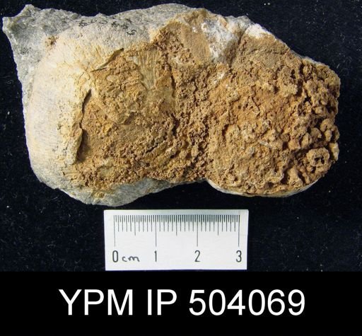 Rhipidomella cf. musculosa